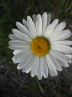 Slika 032.jpg